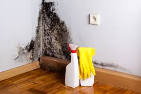 Best Asbestos and Lead Testing During Mold Inspection  in Columbus Grove, OH